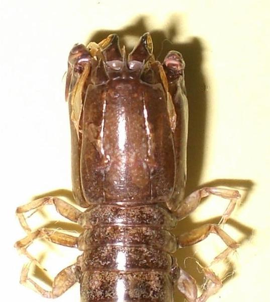 Haptosquilla glyptocercus cephalon and TS.jpg